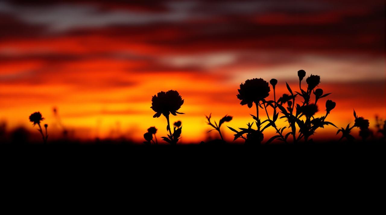 芍药花田夕阳剪影